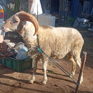 Jual domba qurban D0001